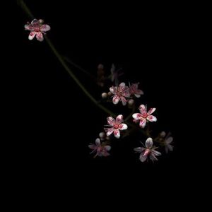 大馒头上下晃动怎么回事视频
